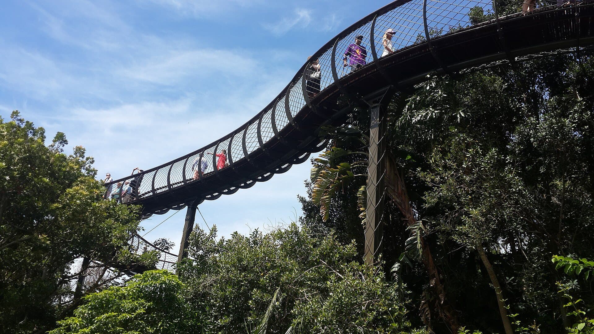 The Boomslang canopy walkway curving through the treetops at Kirstenbosch